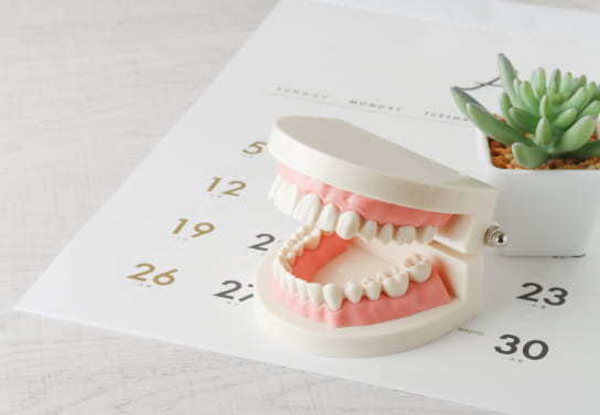 歯列模型とカレンダー