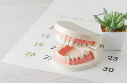 歯列模型とカレンダー
